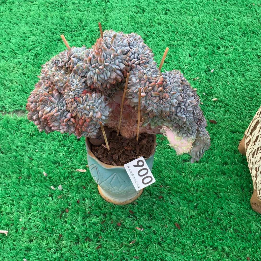 900橙子缀多肉植物