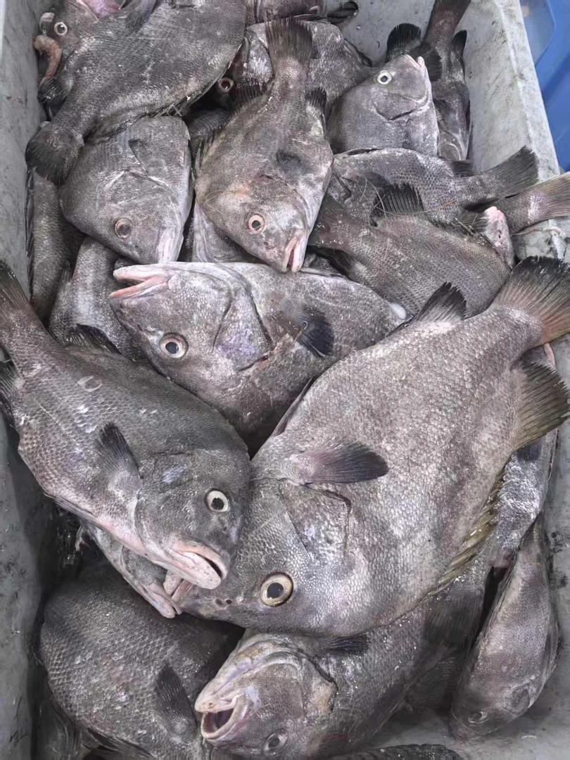 包公鱼  【直播现称】 顺丰冷链