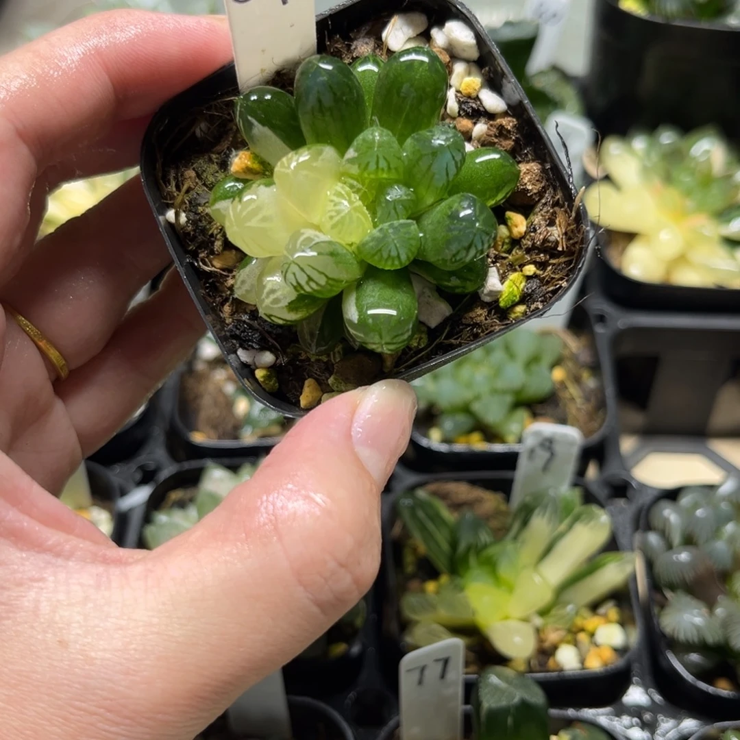 59塑料皮玉露锦一物一拍