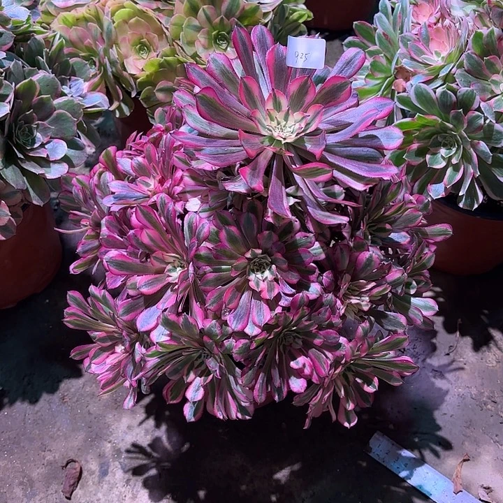 多肉植物红铜00925