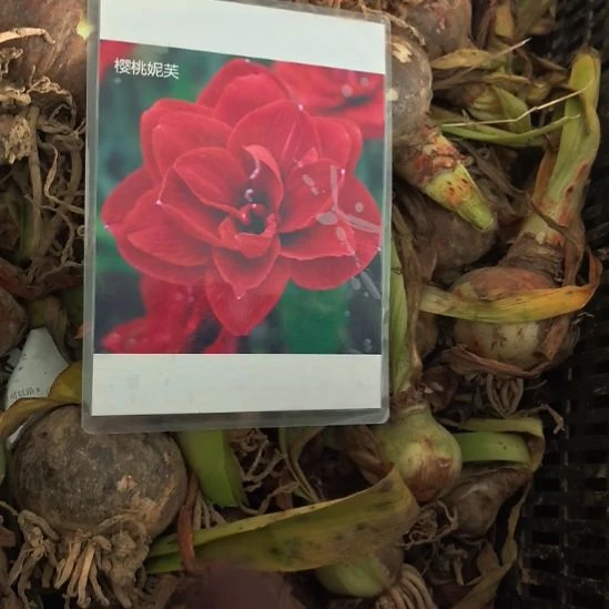 当前无花栽培后可以开花樱桃妮芙5厘米裸根球3棵