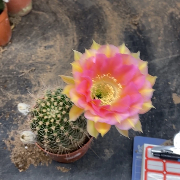 彩草自根15随机发货一个