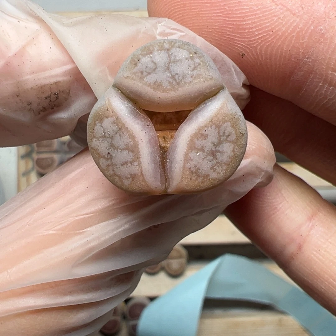 【闪购商品】245……