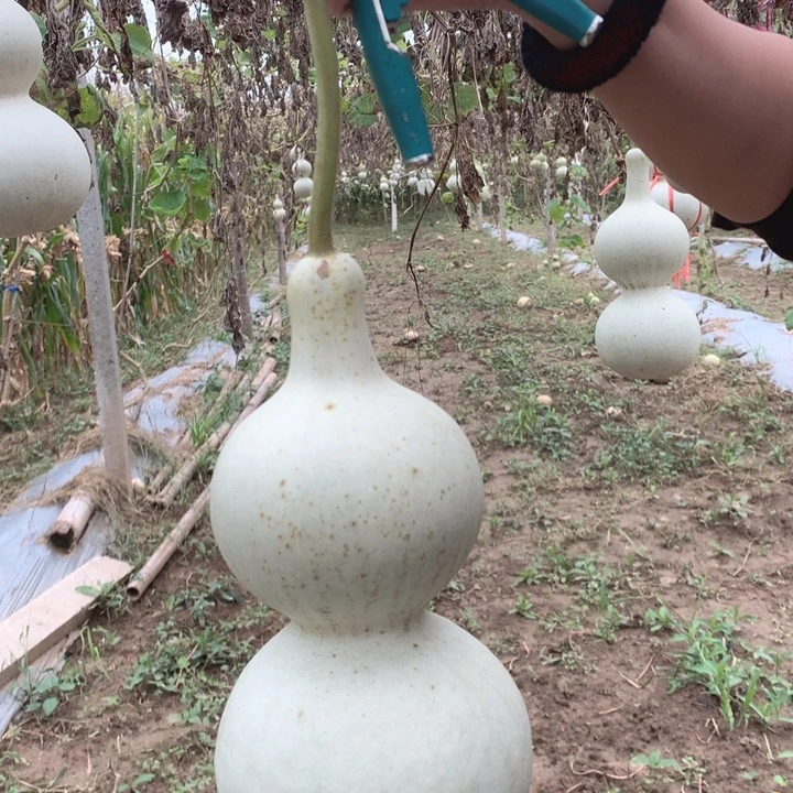 唐***6中号现货秒杀现货