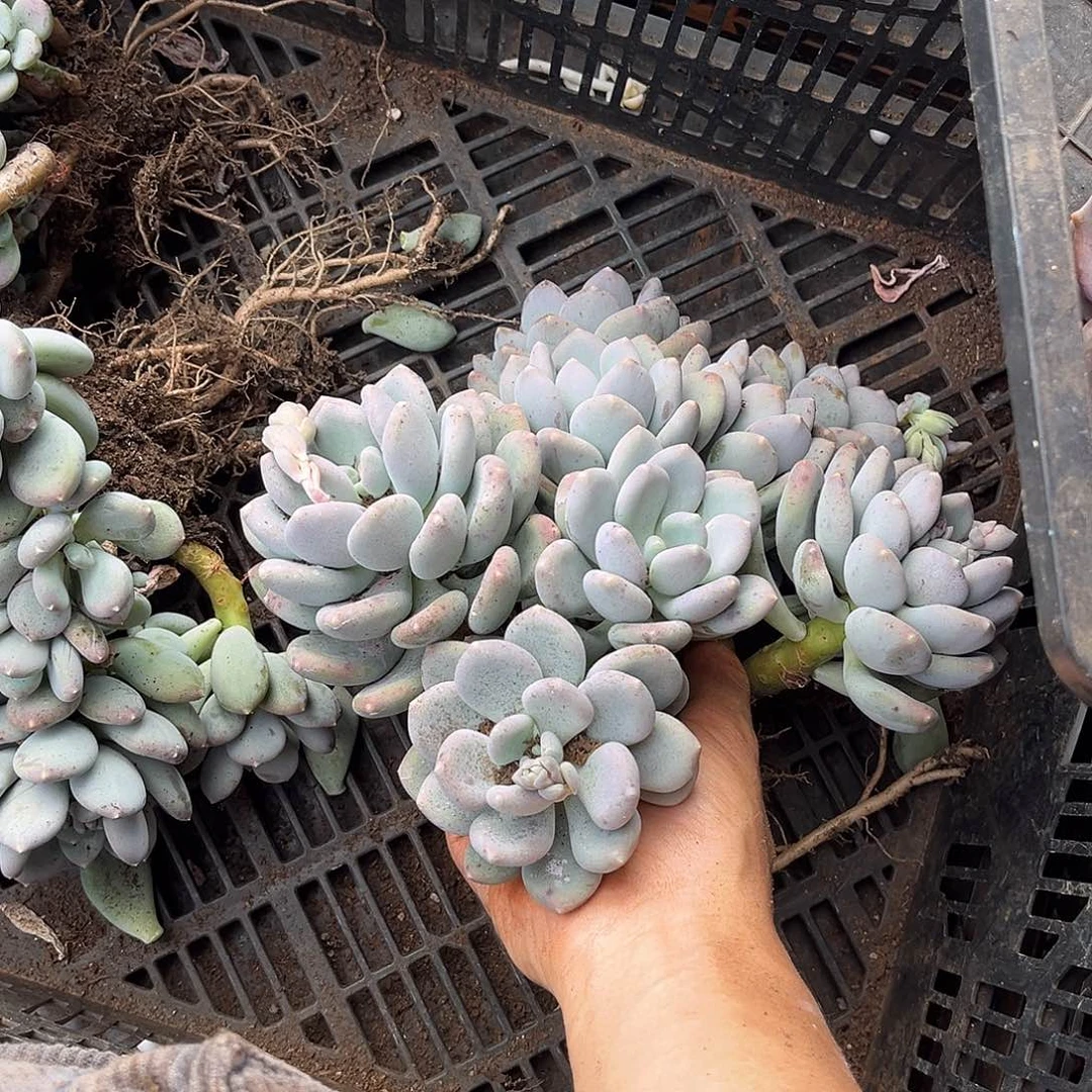 咖啡美人18多肉植物精品