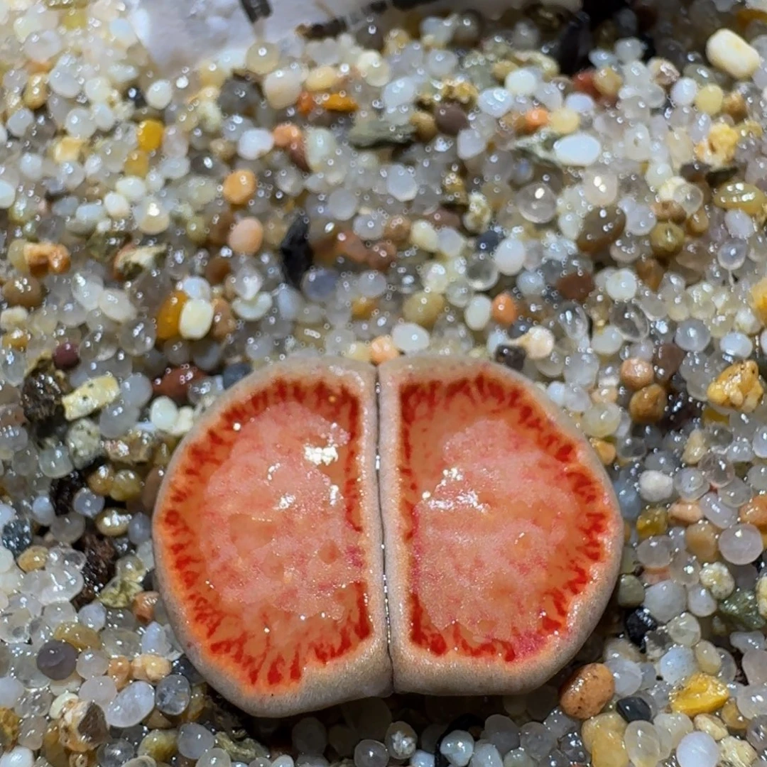 zzzz生石花肉锥1603