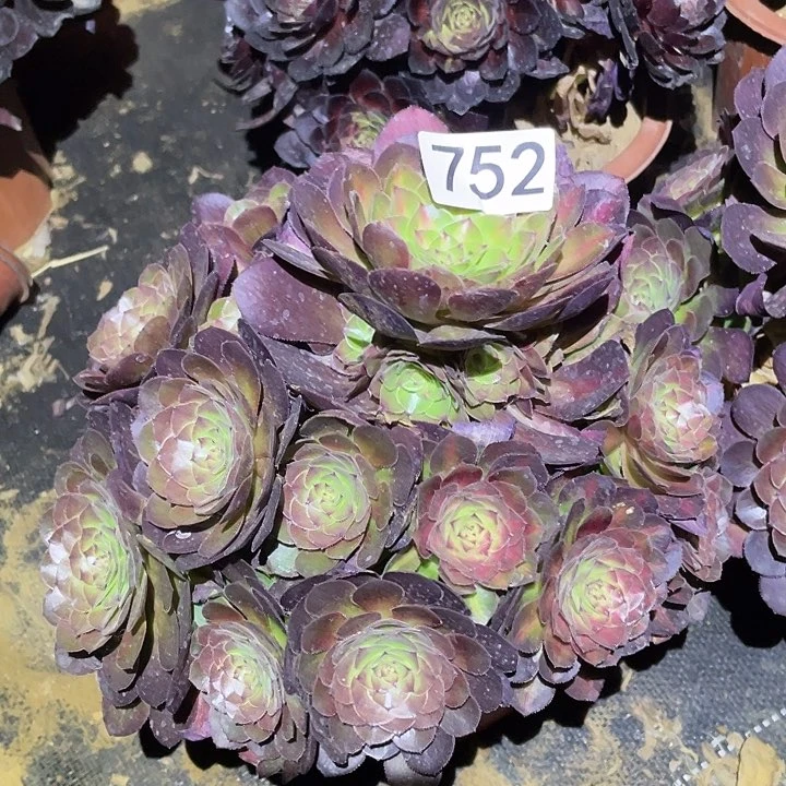 之*多肉植物法师752抹茶