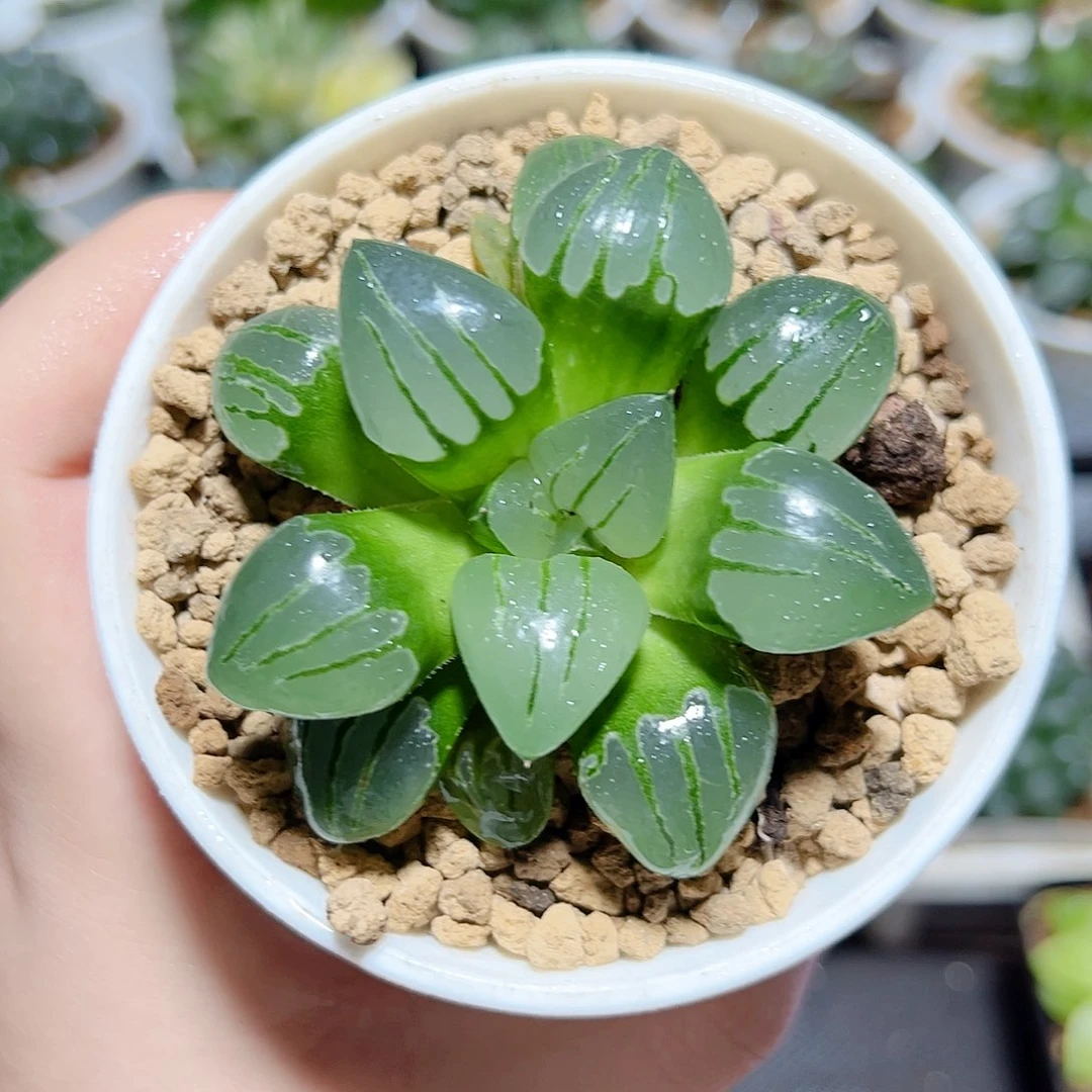翠虎寿原盆原土发货