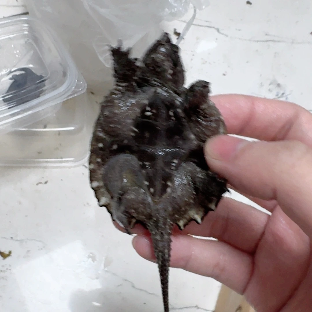 宠物龟不分公母111