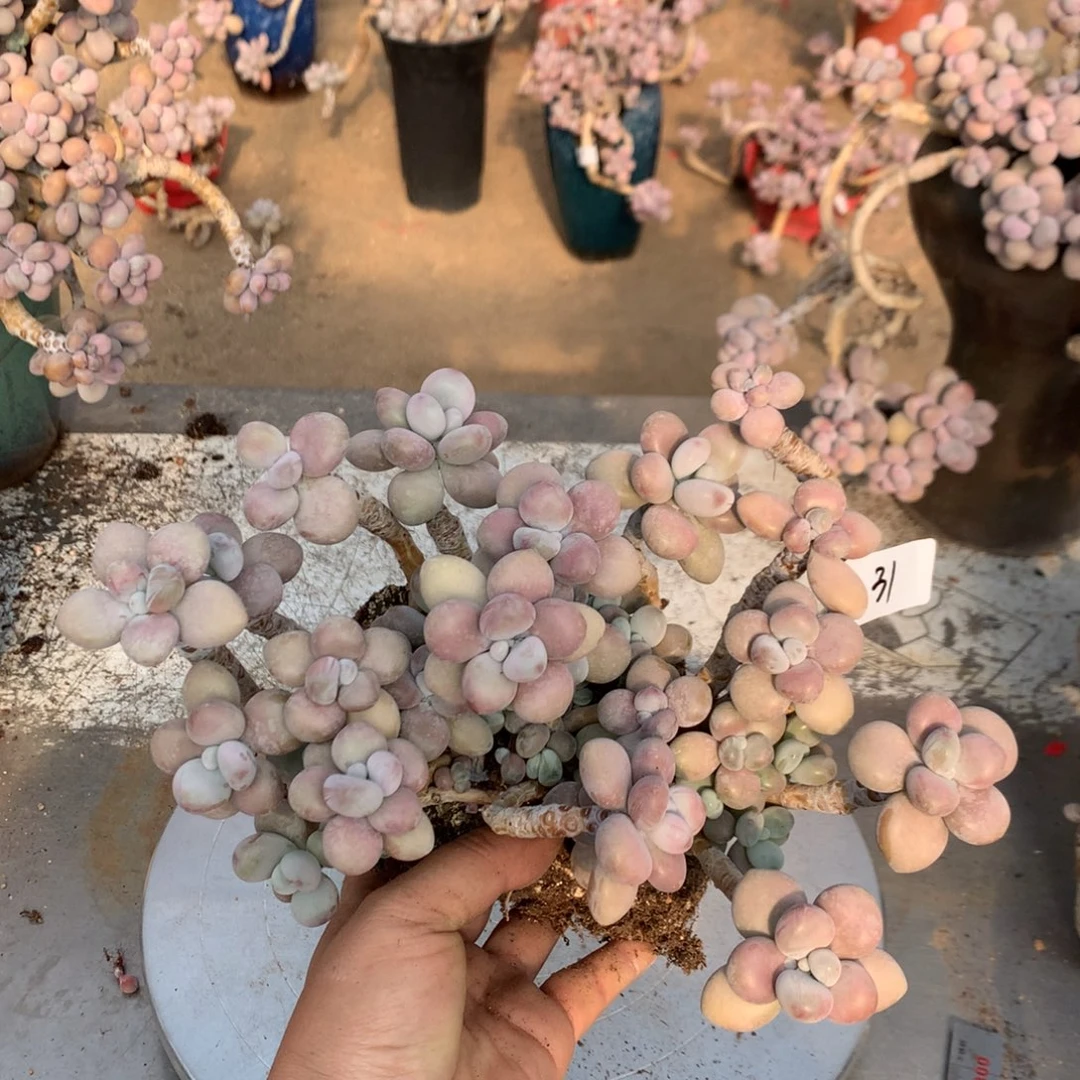桃蛋老桩不带盆有瑕疵福利31