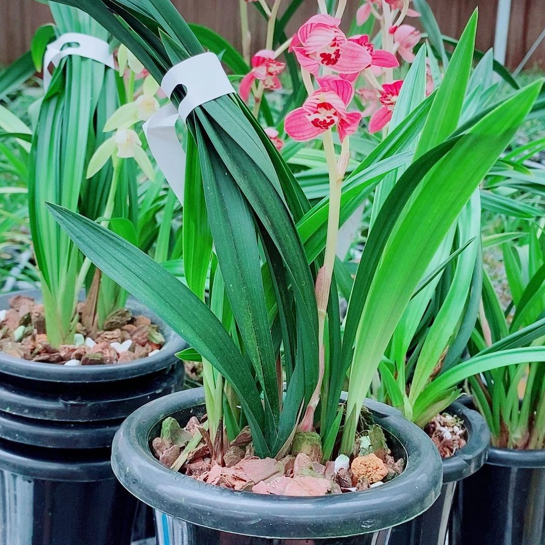 用***8全部花苞一物一拍漂亮开花