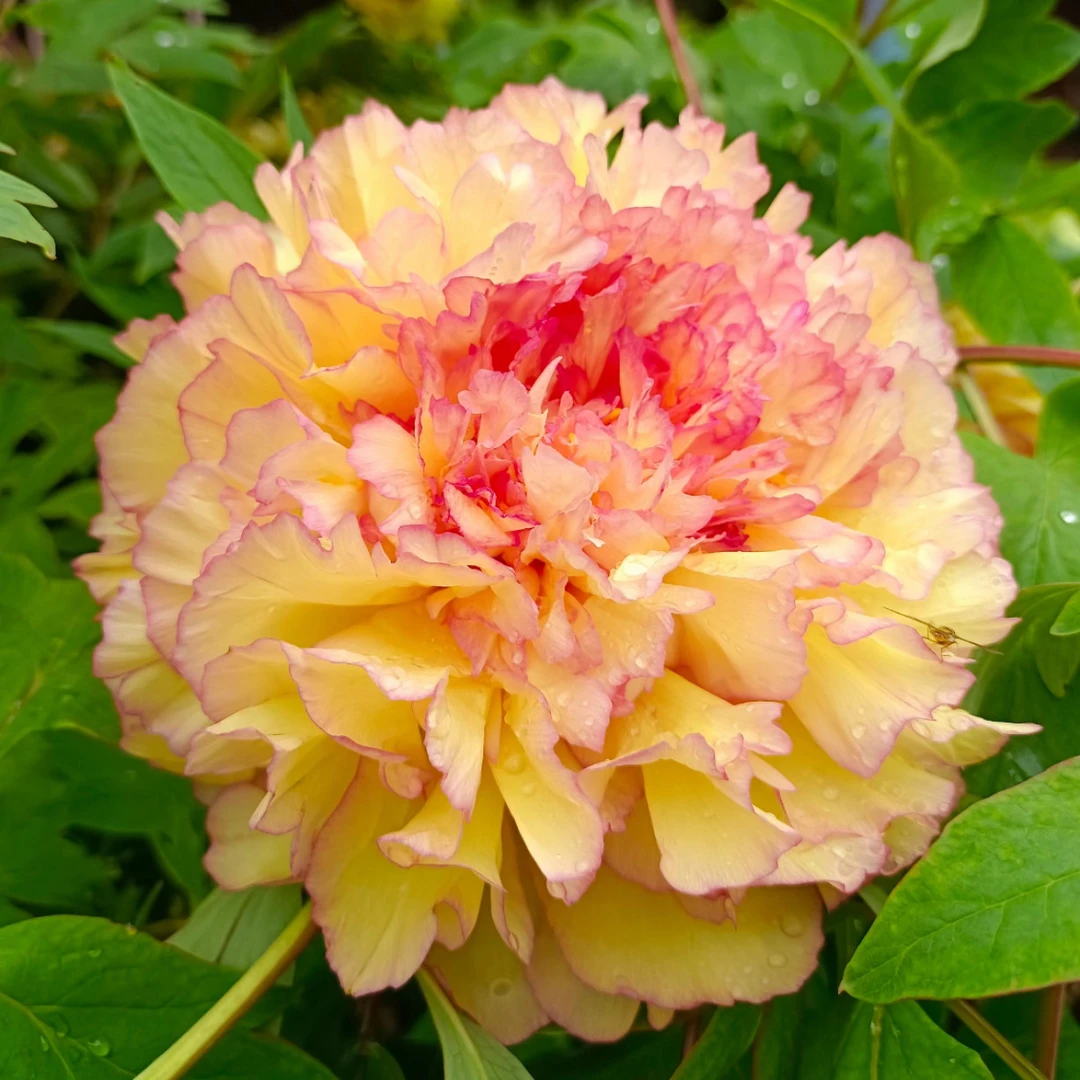 【金阁】 菏泽精品牡丹十年独杆 秋季发苗 黄色系