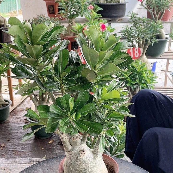 薇***完全开放沙漠玫瑰