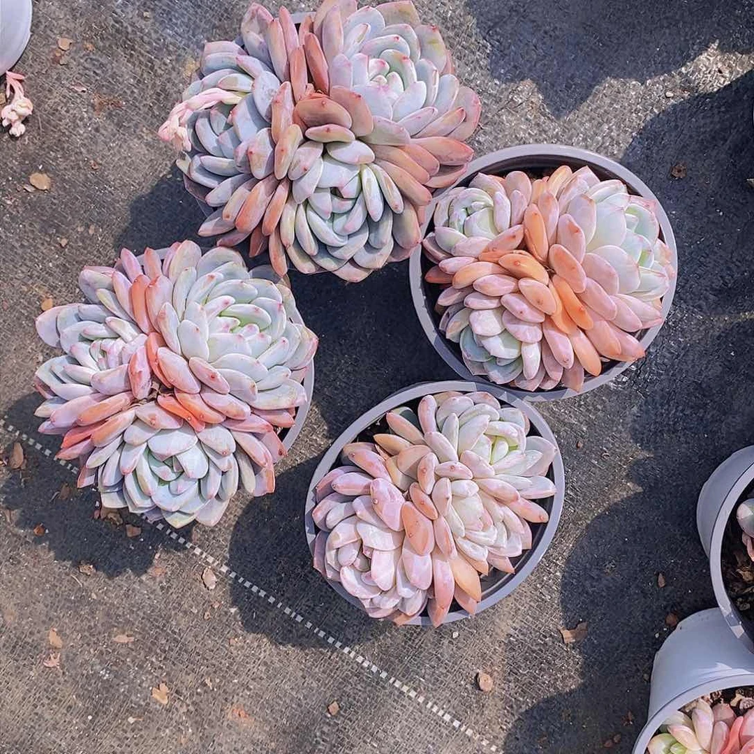 4 盆三头梦露 包邮