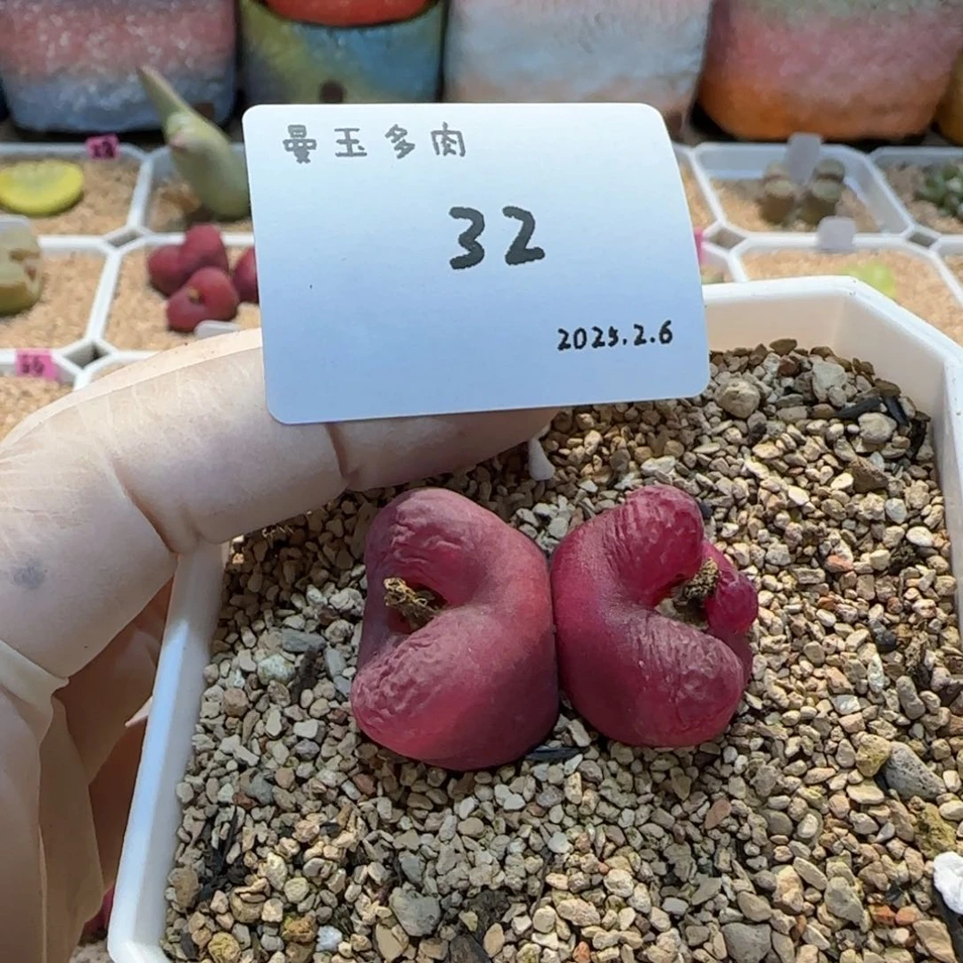 叼*多肉多肉多肉2.6-032