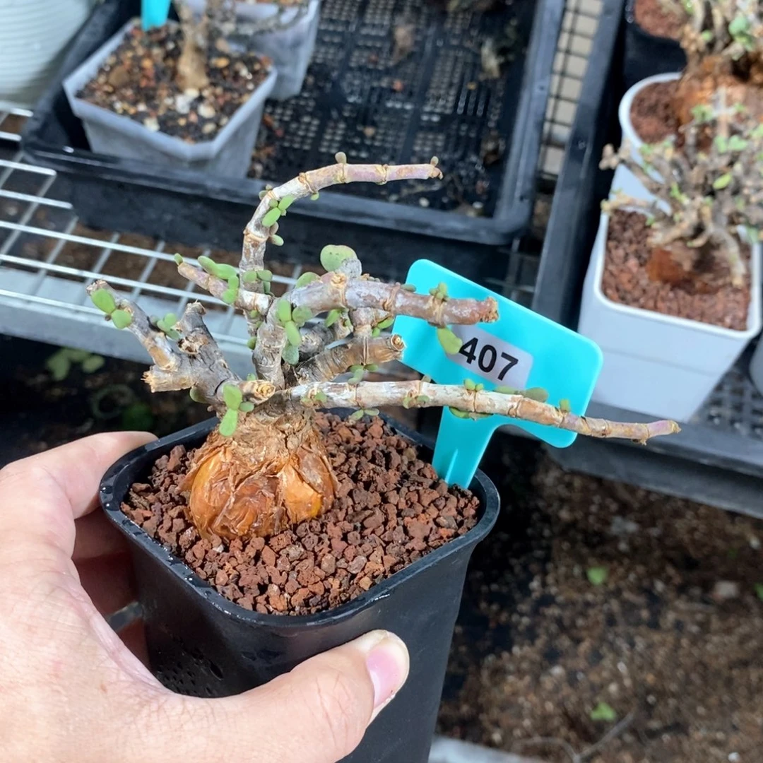 延寿城多肉植物一个
