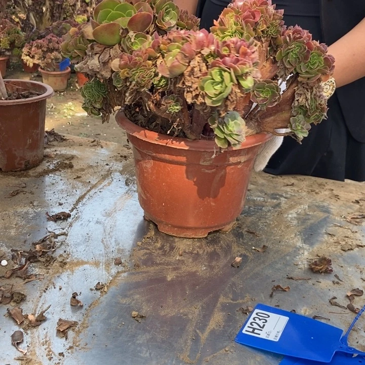 张***姐230玫瑰玫瑰呢玫瑰残枝