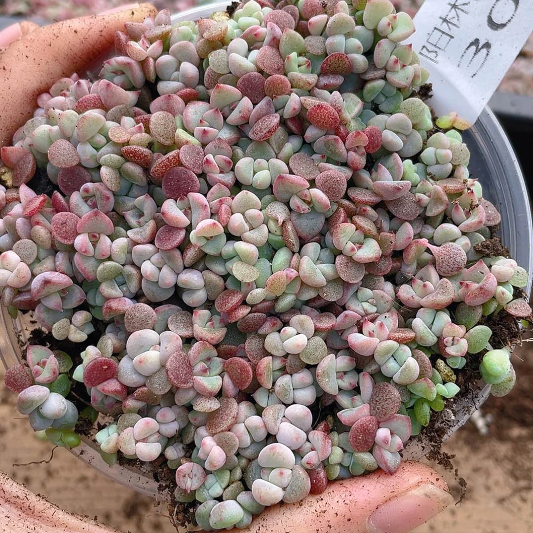 多肉植物多肉植物302