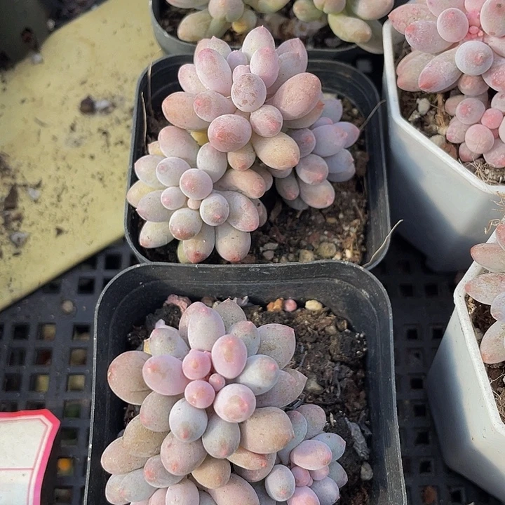 6.5方婴儿手指带盆