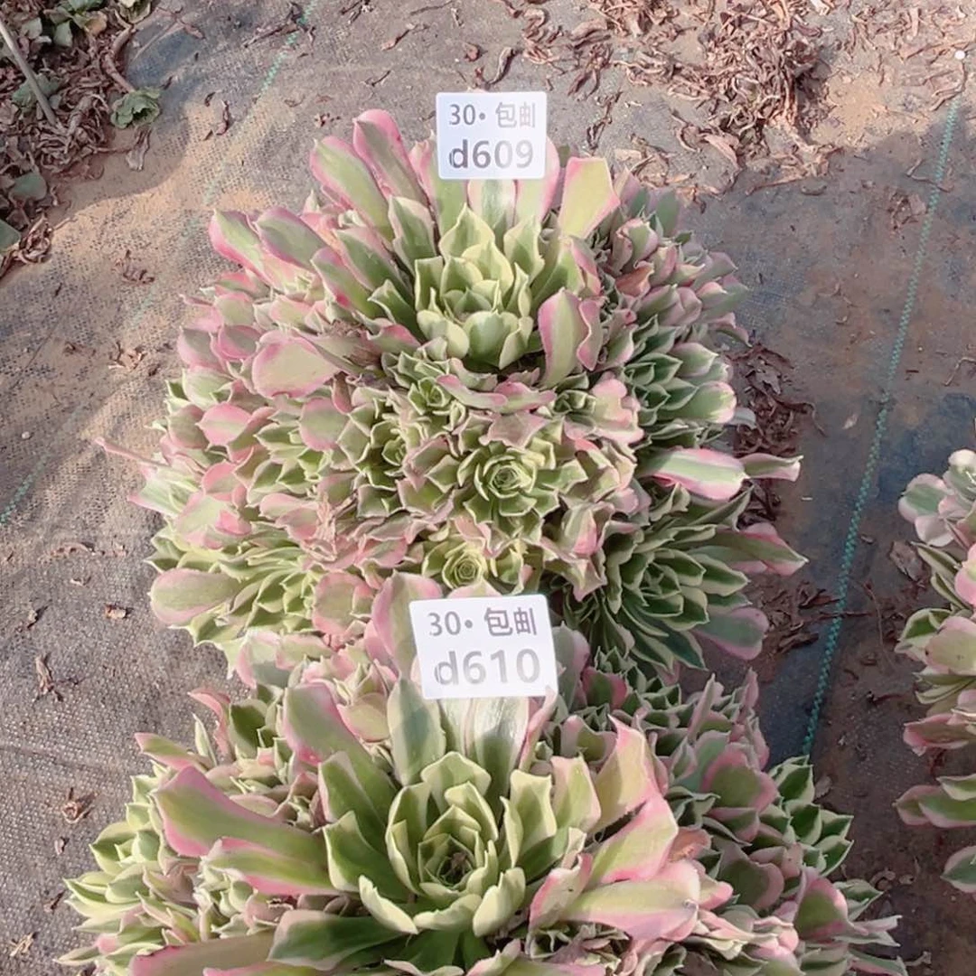 坤*2颗多肉法师白凤