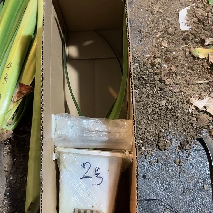 无花朵2号梦幻带小盆发