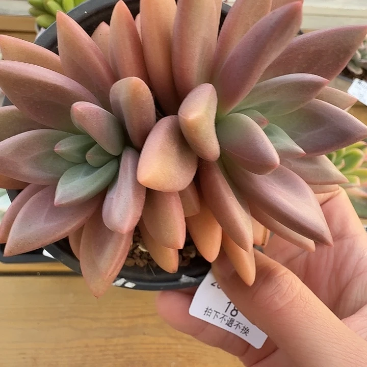 双头知音1111125-18