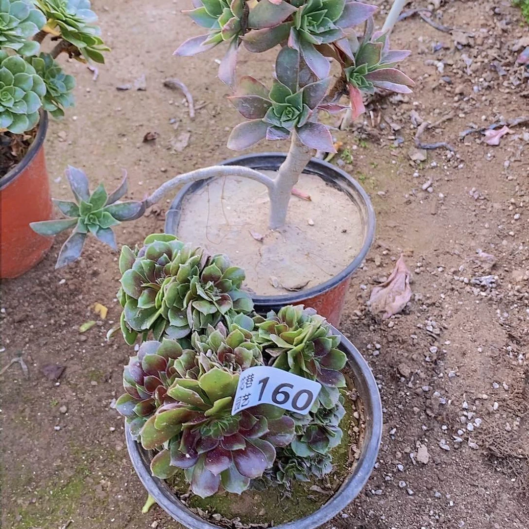 161-160 号一物一拍多肉植物