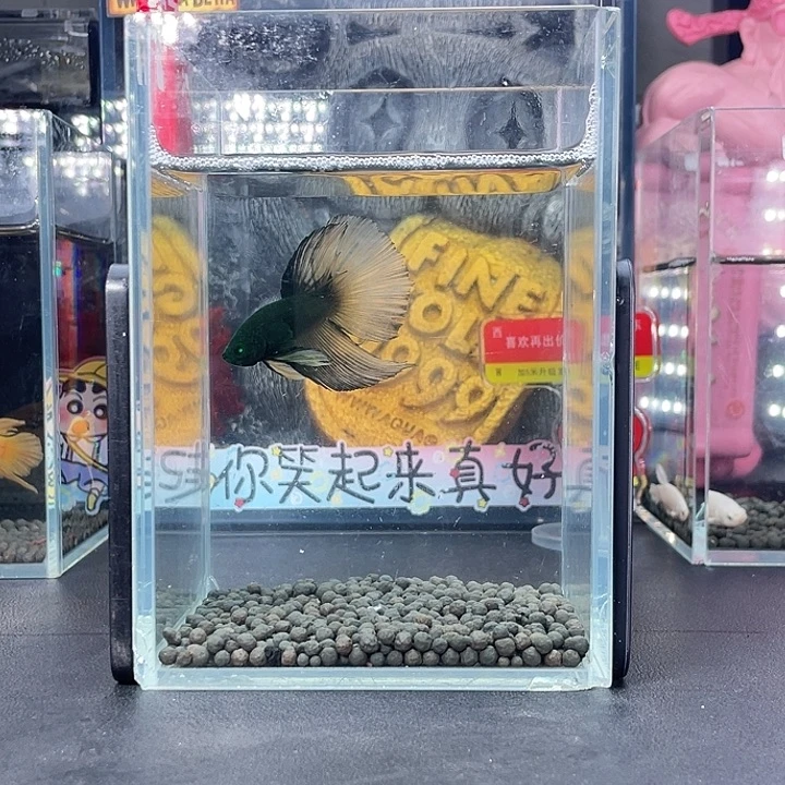 斗鱼58号926早绿半