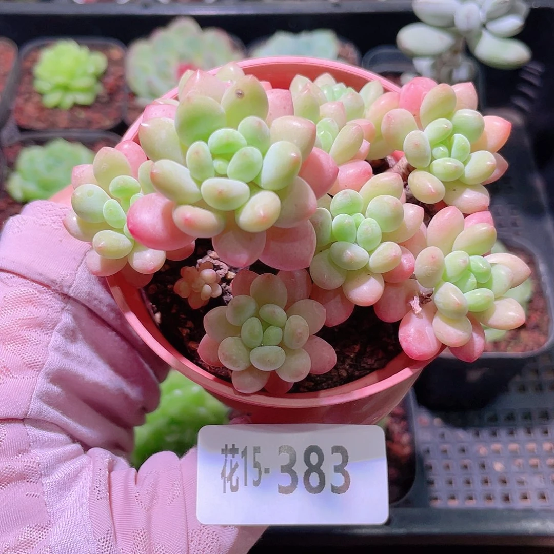 花利美15-383洛可可