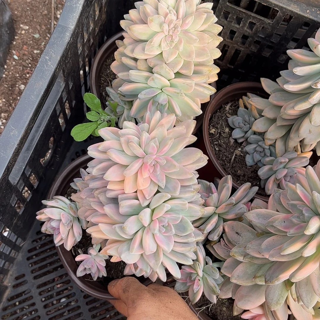 淡雪景朵缀14.99多肉植物