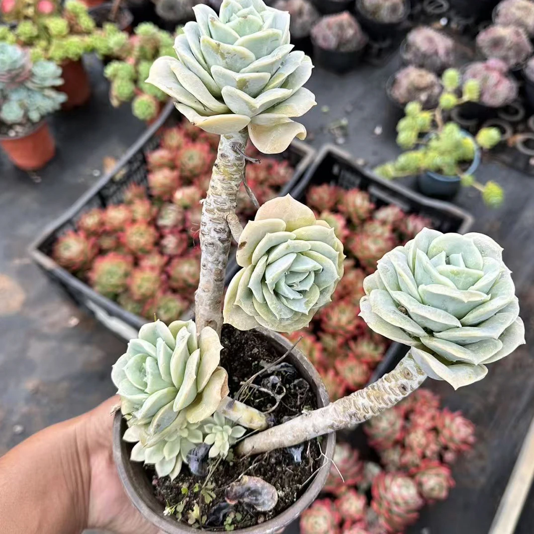 可爱玫瑰 金金精品多肉植物（四头起发）
