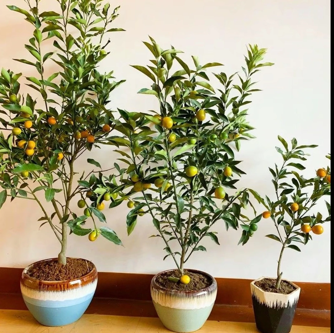 脆皮金ju苗金ju盆栽苗当年结【带蜾发货】阳台庭院养殖
