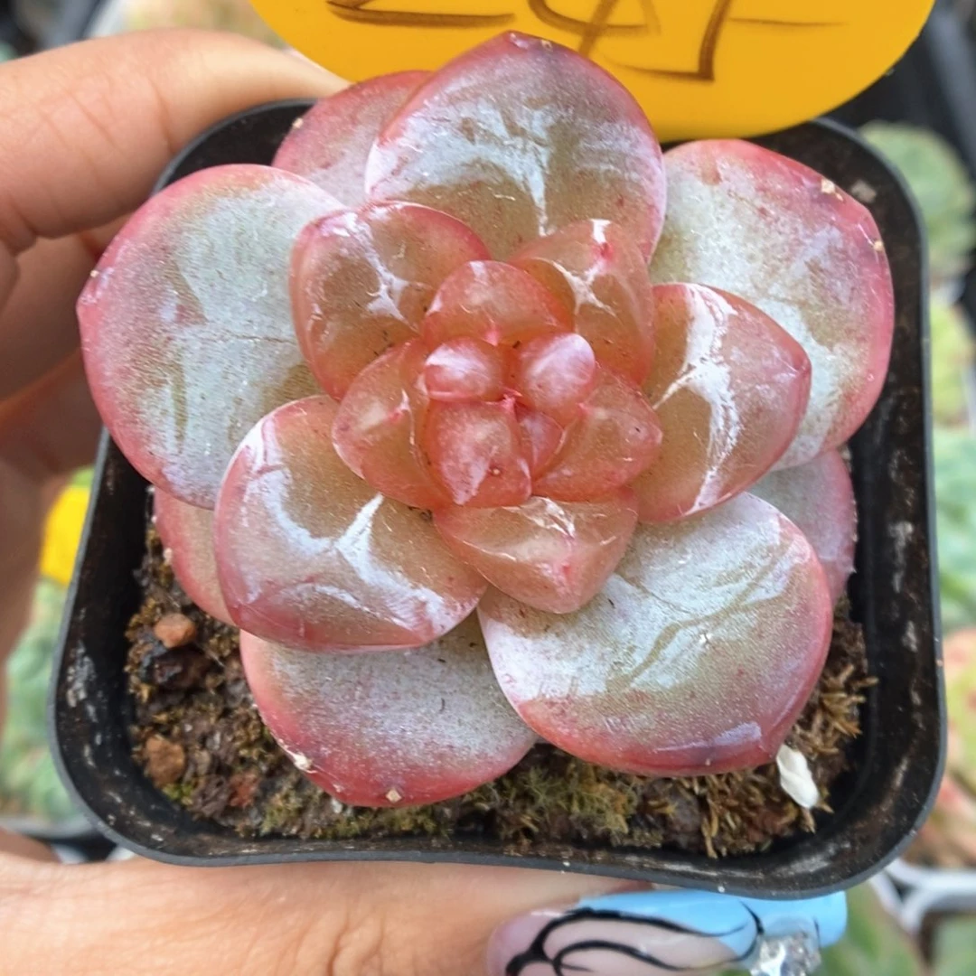 宝石心珍妮245号。