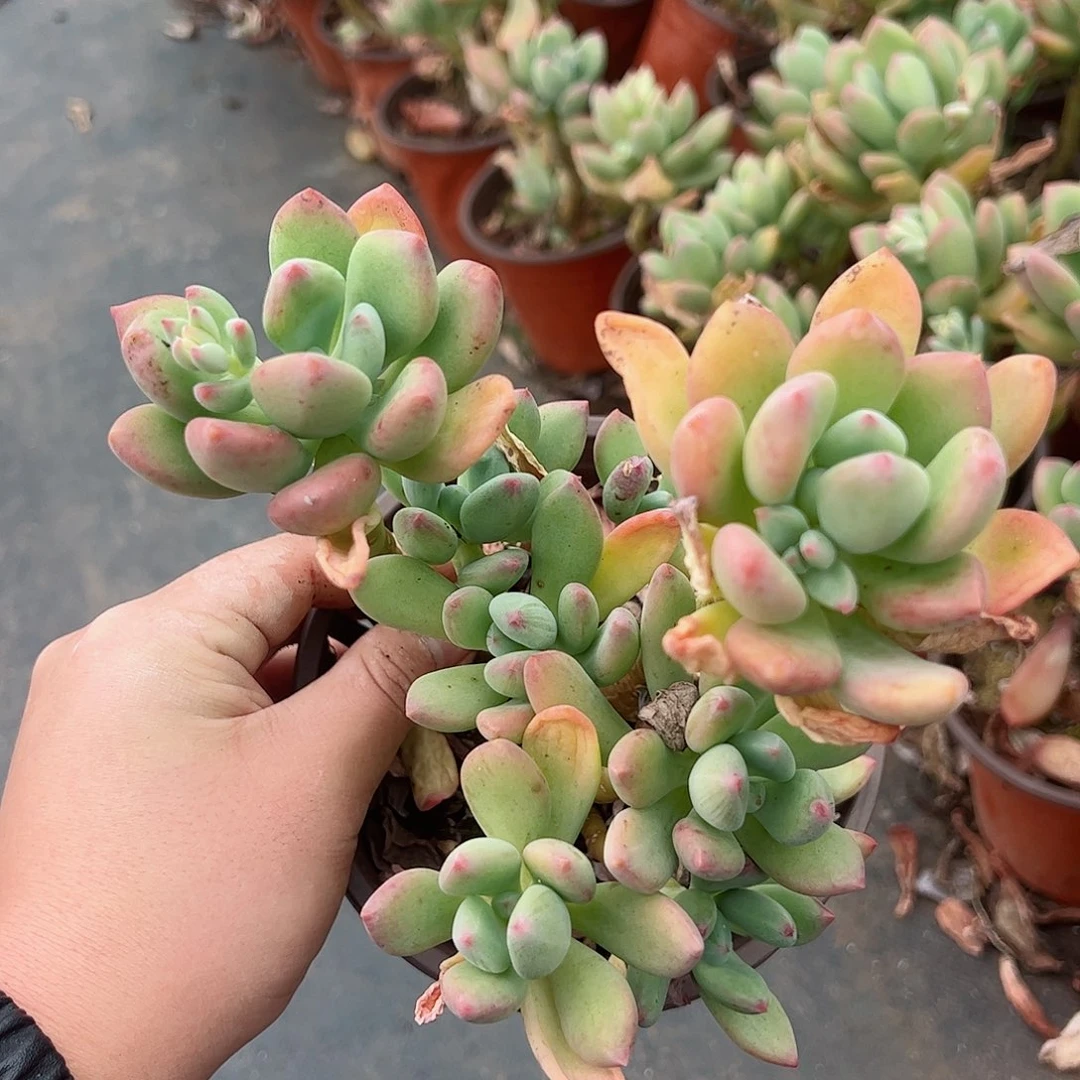 青星美人四头起老桩