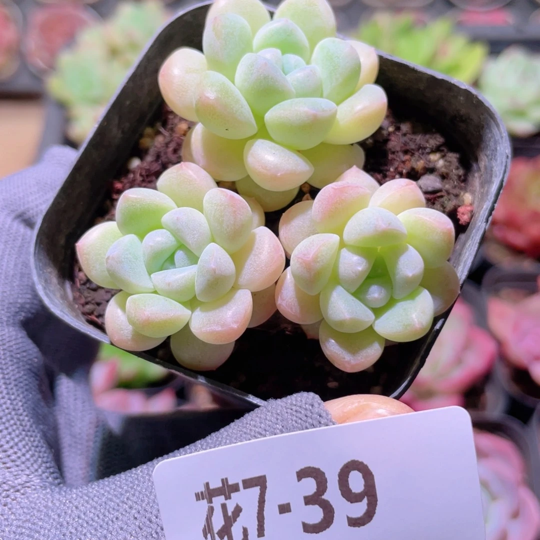 花利美 7-39奶糖