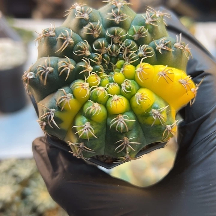 13号实生瑞昌玉锦6.7公分