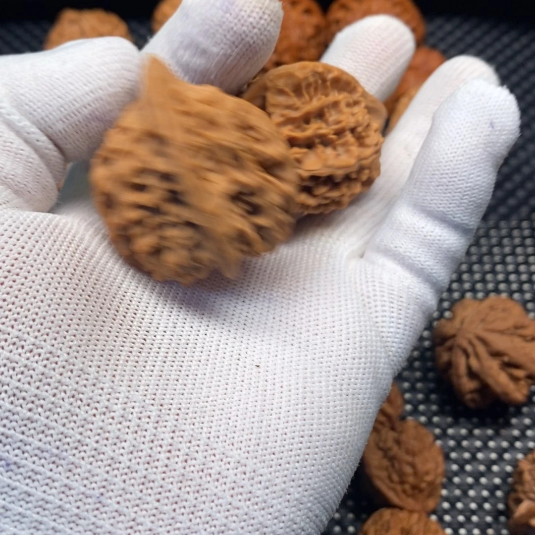 午***光秦岭森林中出现许多鸟类