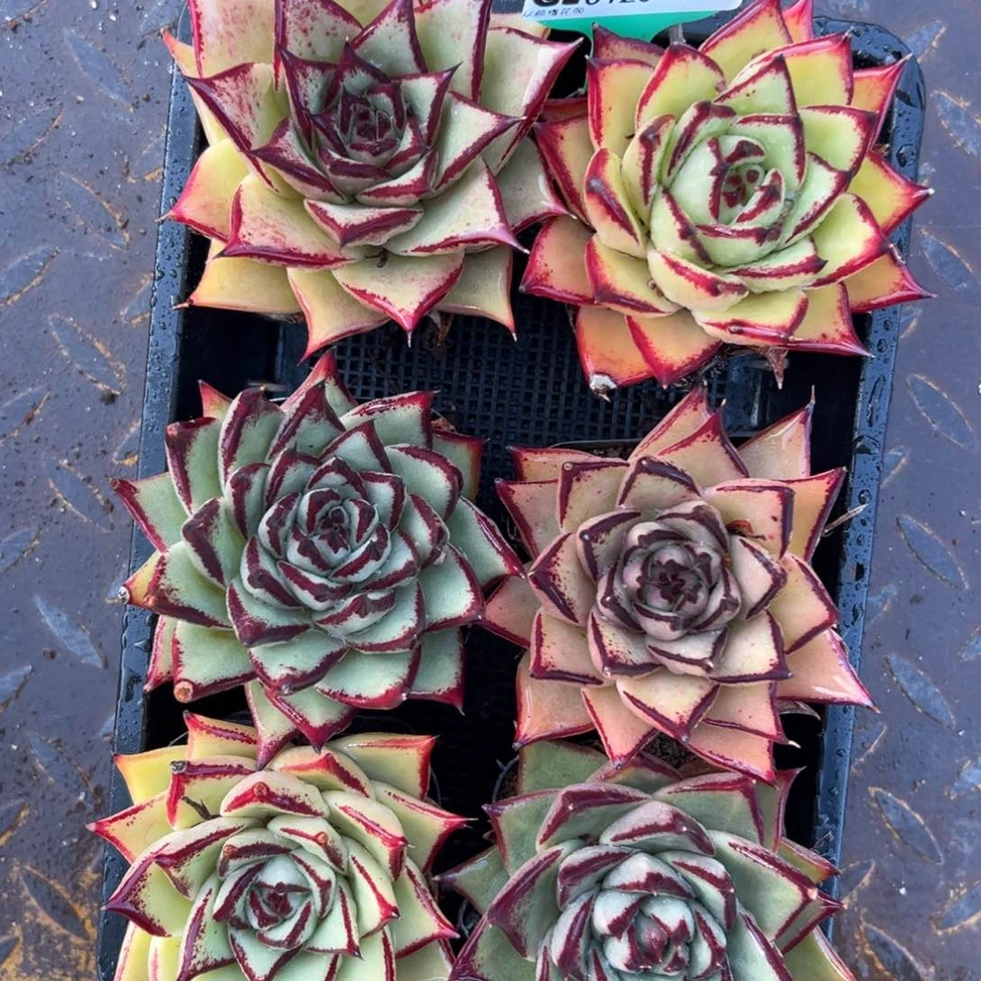 多肉一物一拍编号0120-5