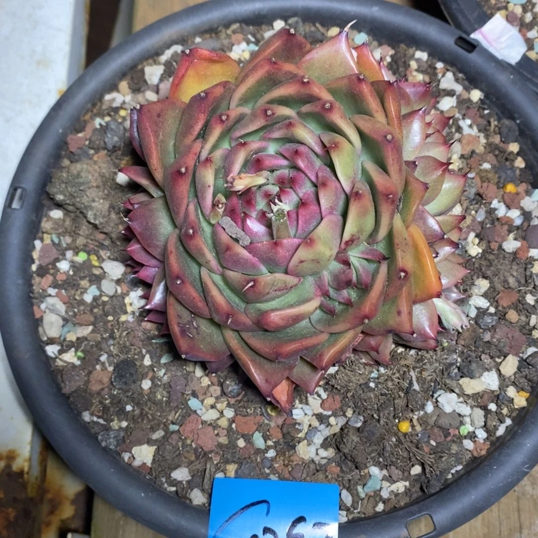 向***静多肉植物多肉植物0357