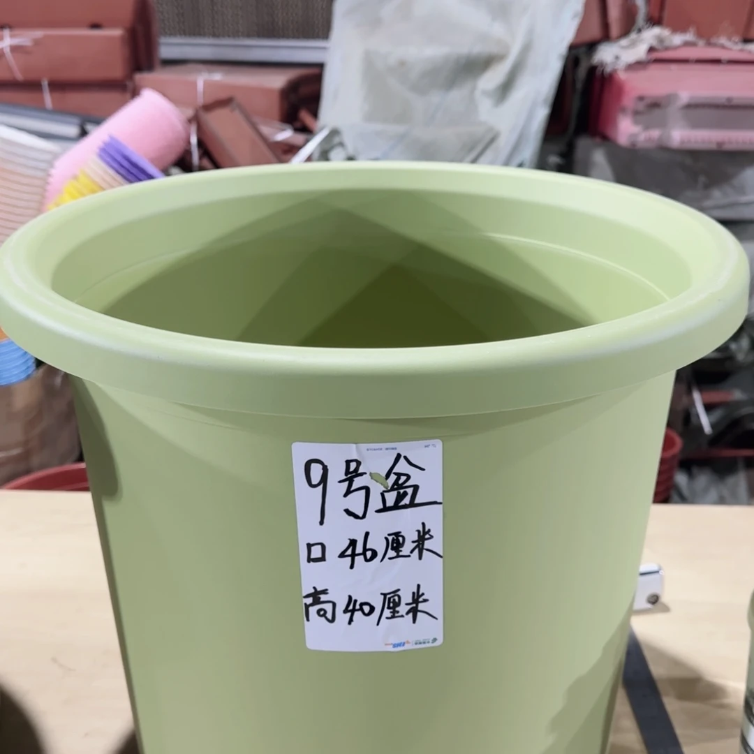 塑料四季9号果绿5个无托