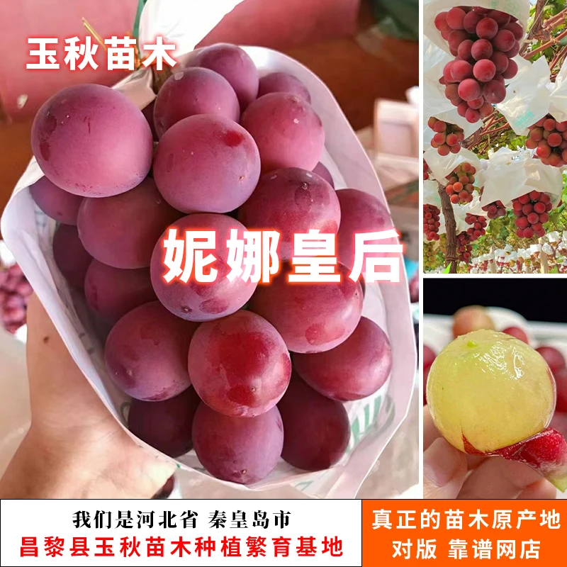 一共4棵：妮娜皇后 阳光玫瑰 浪漫红颜 富士之辉葡萄苗嫁接苗