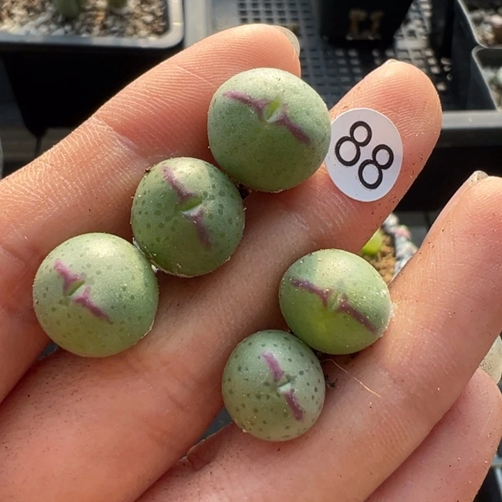 88号双12福利嗨不代表平时价格