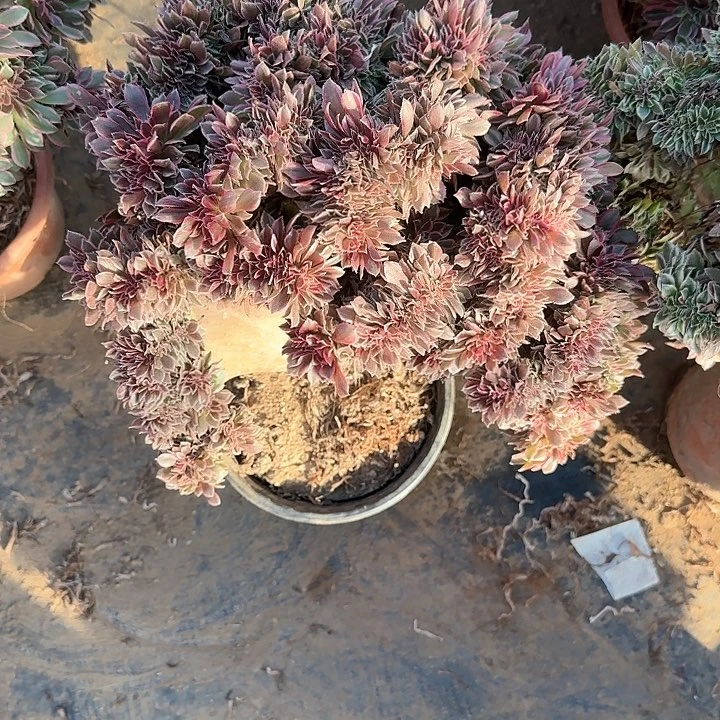 韵缀话吞吐发货缀话