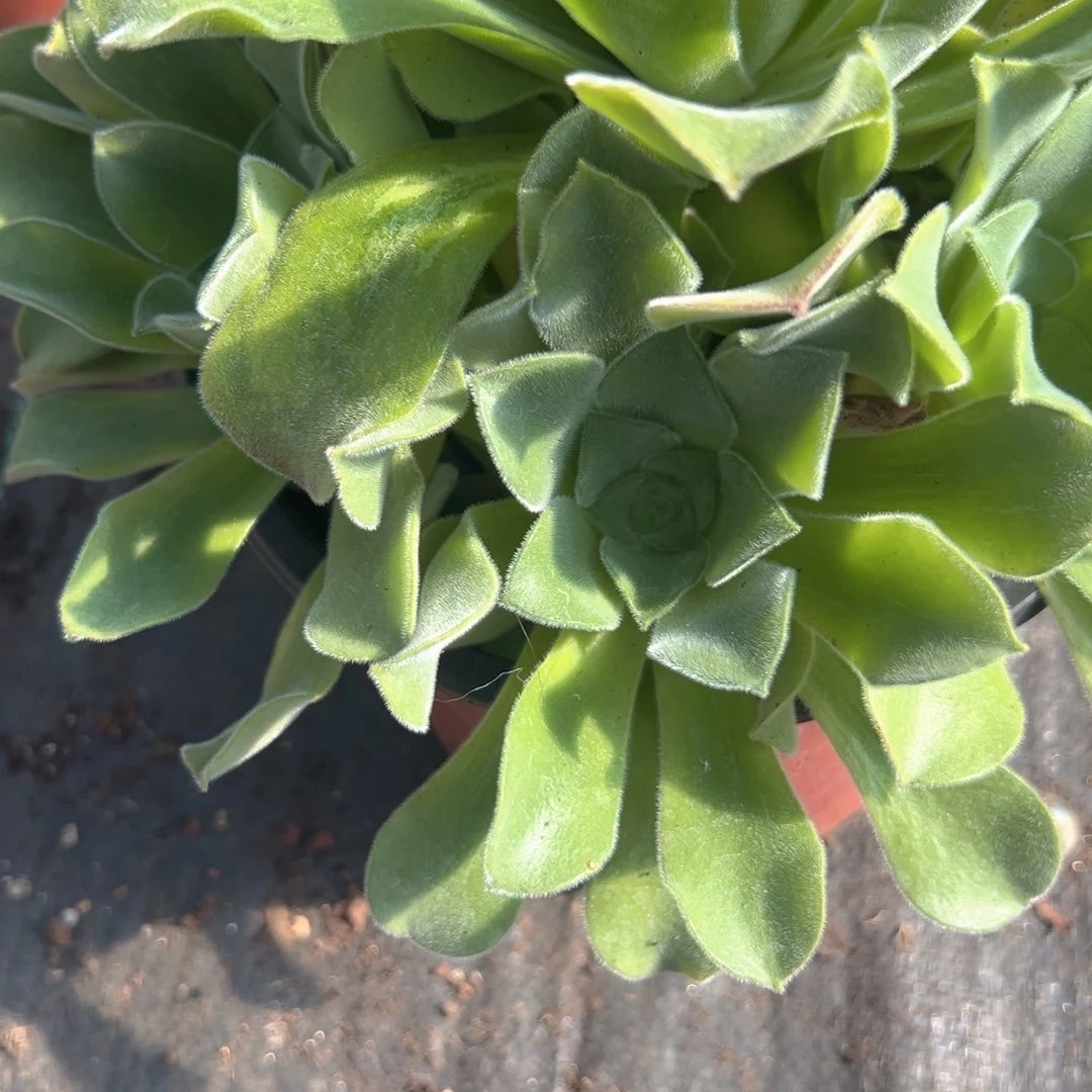 毛玫瑰自然群一株包邮