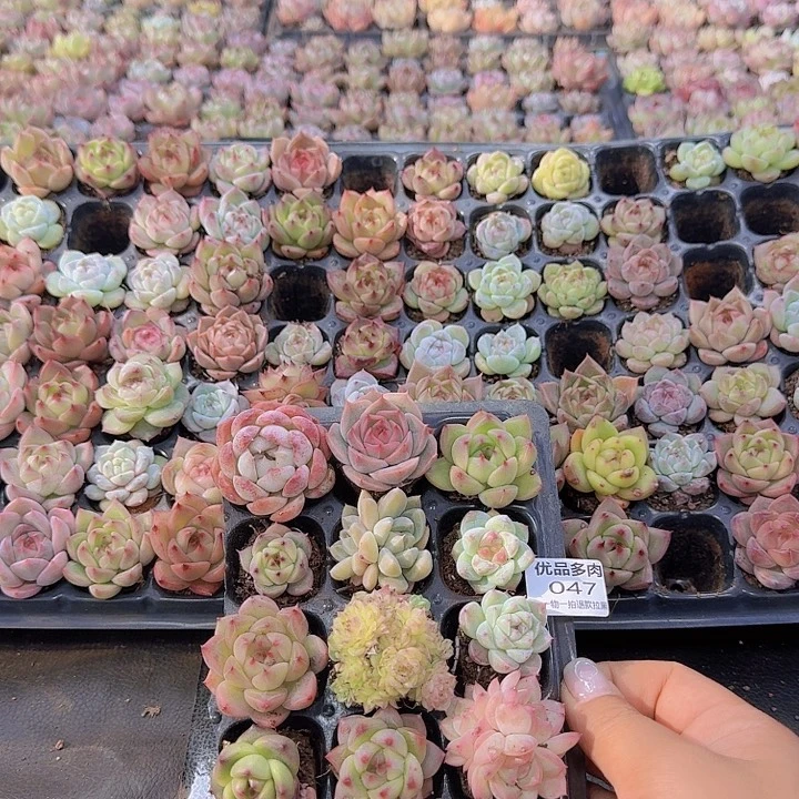 046多肉植物一物一拍链接