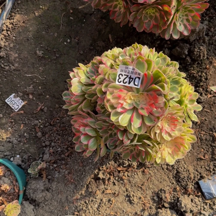 孔雀翎25-14包邮花花