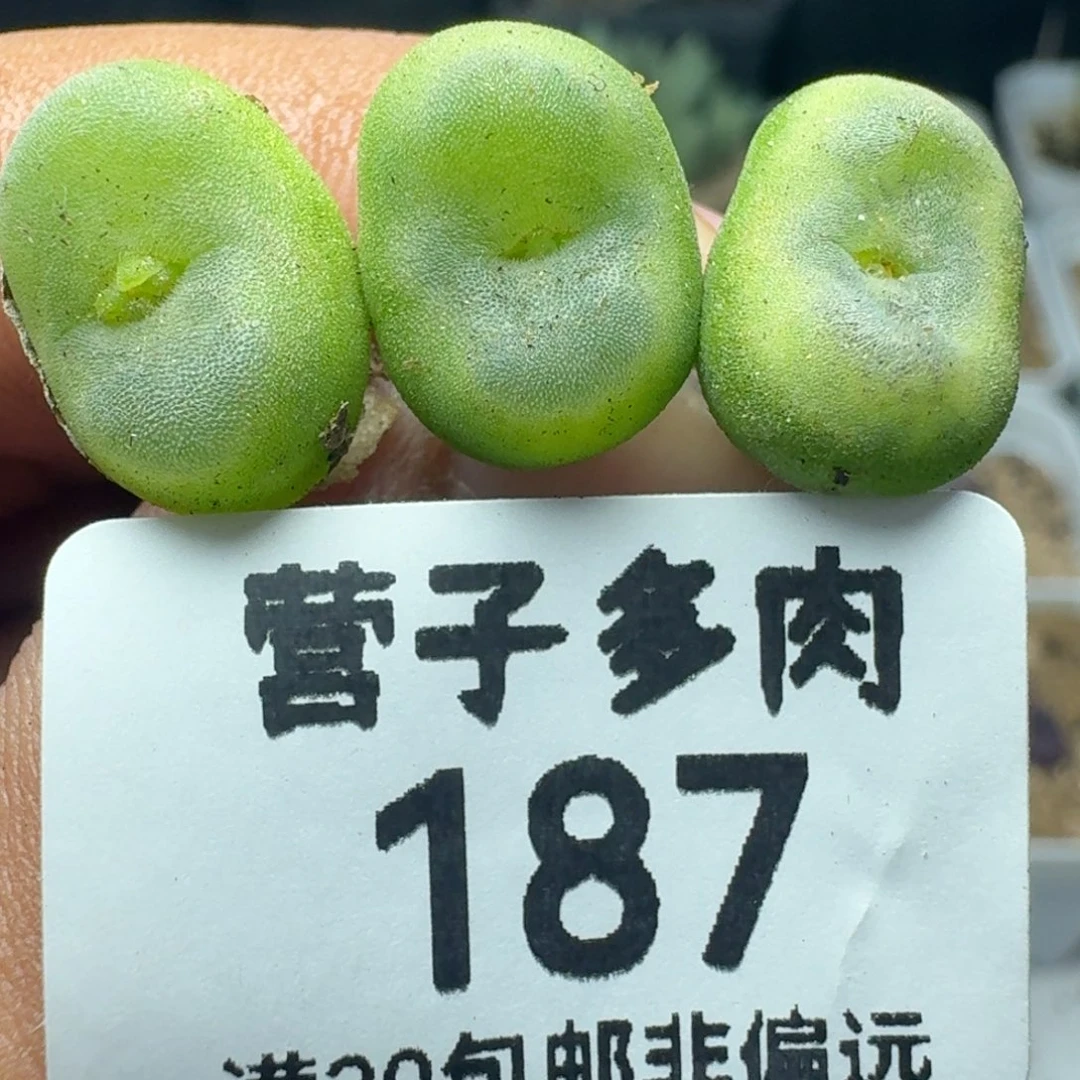 水晶鞋3颗    1212