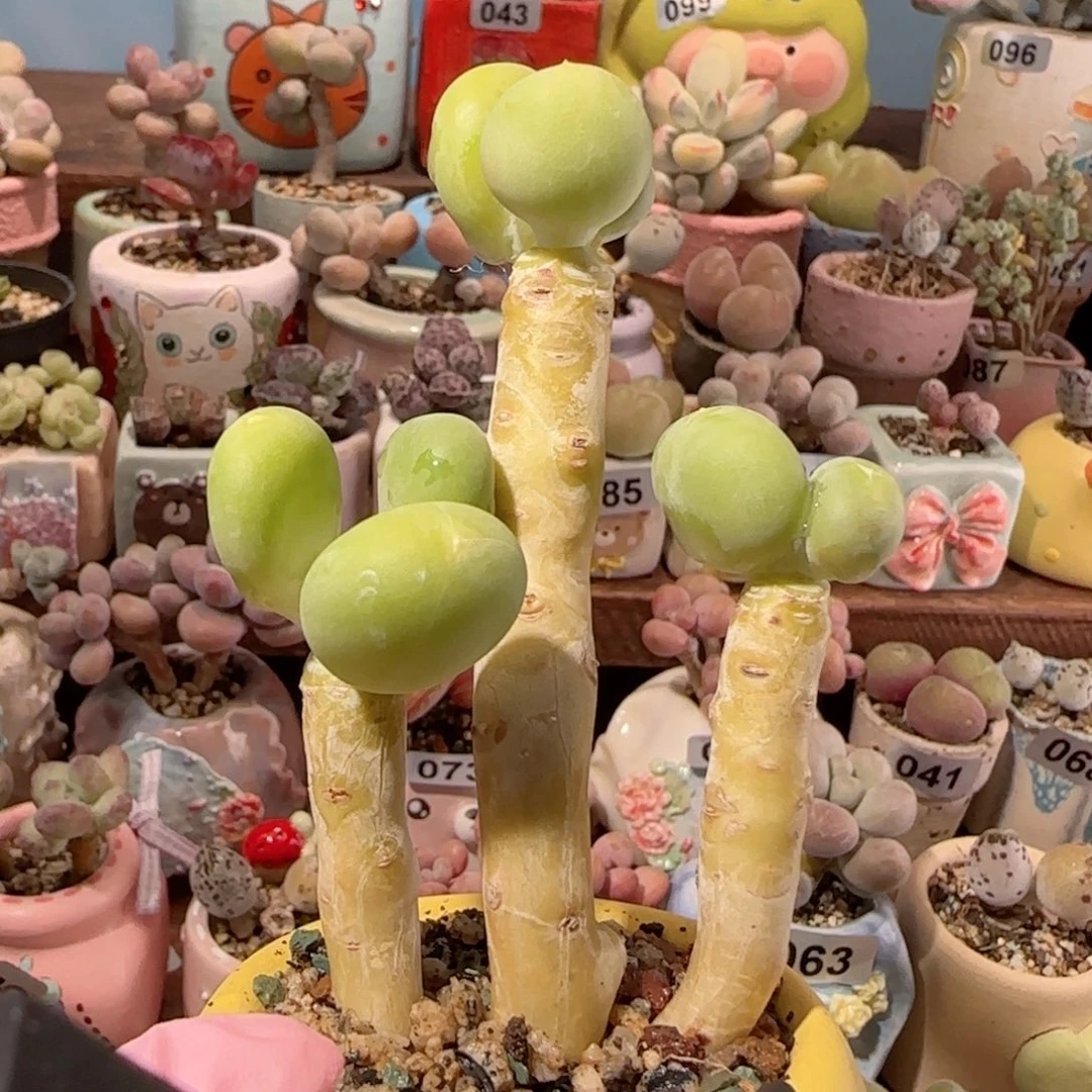 T大长腿金蟾盆口5cm