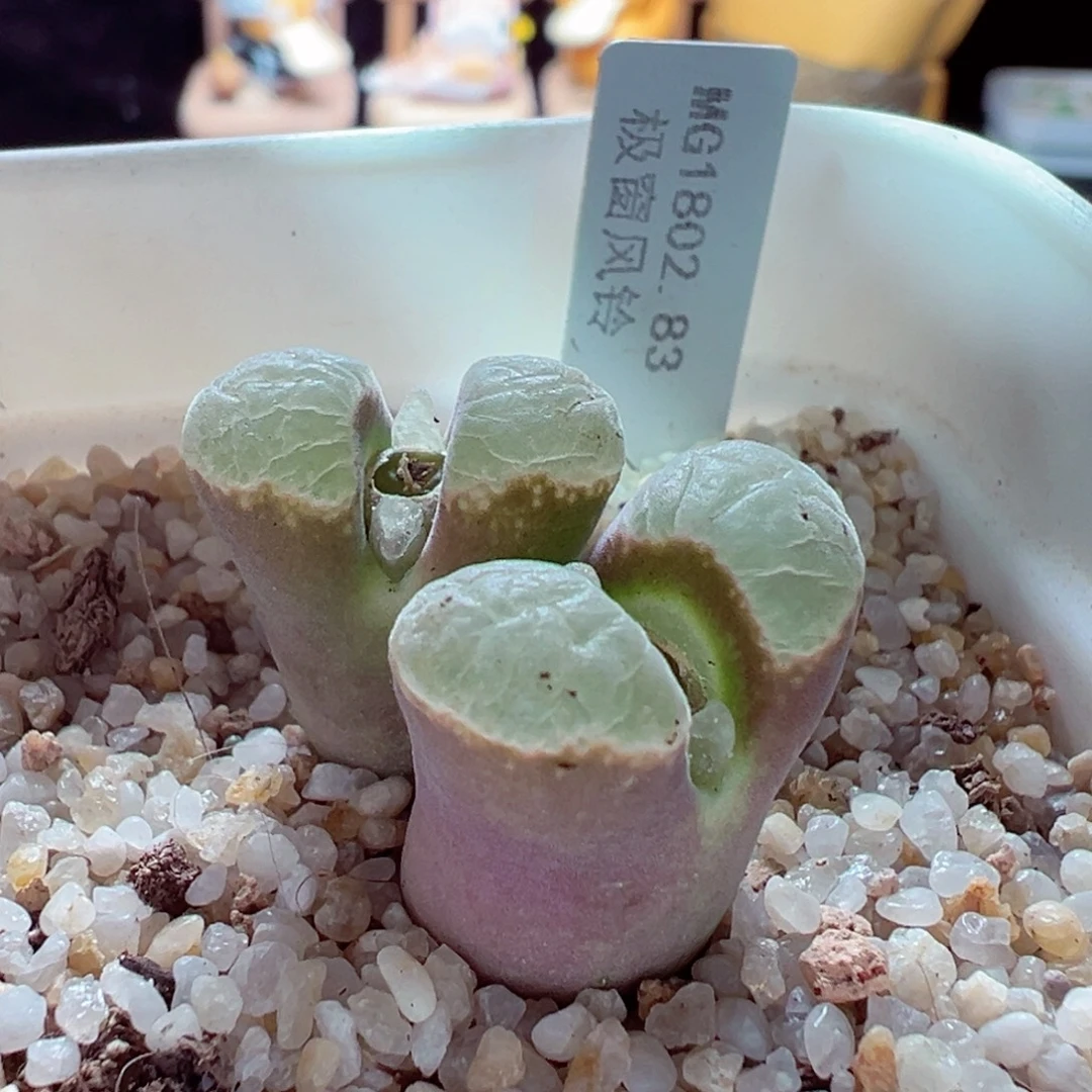 1221-225多肉多肉极窗