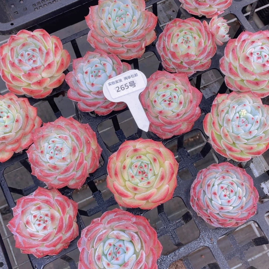 265号元气桃桃母本大单头一个